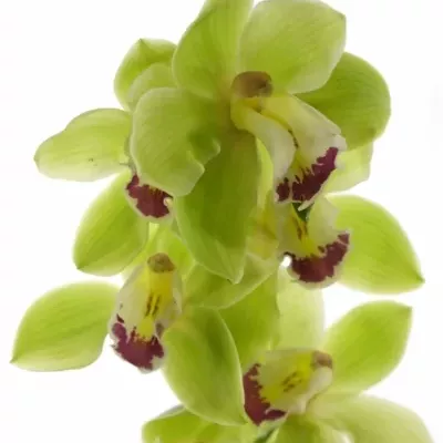 Orchidej T BREMO