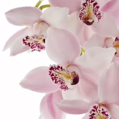 Orchidej T DELMONTE 40cm