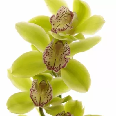 Orchidej T HANS