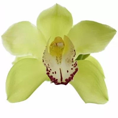 Orchidej T MRS ELISE 50cm