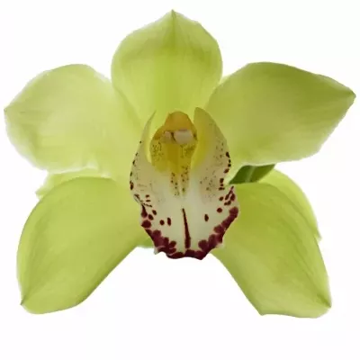 Orchidej T MRS ELISE 50cm