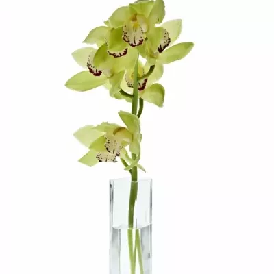 Orchidej T MRS ELISE 50cm