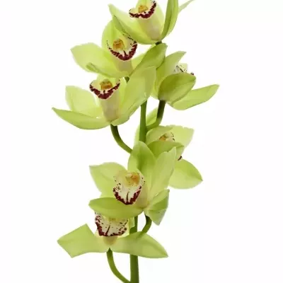 Orchidej T MRS ELISE 50cm