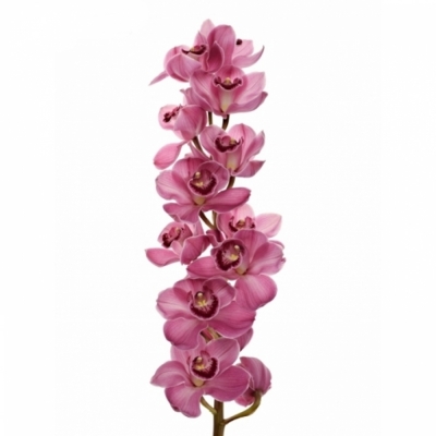 Orchidea T NIKITA