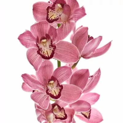 Orchidej T POWER 80cm