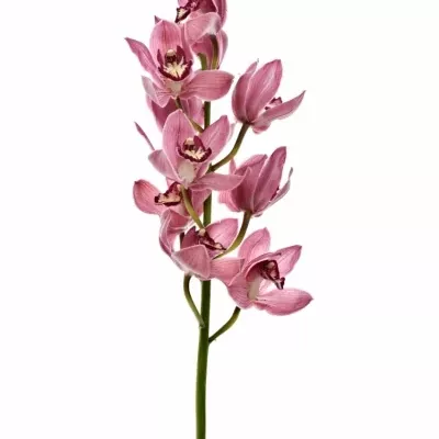 Orchidej T POWER 80cm