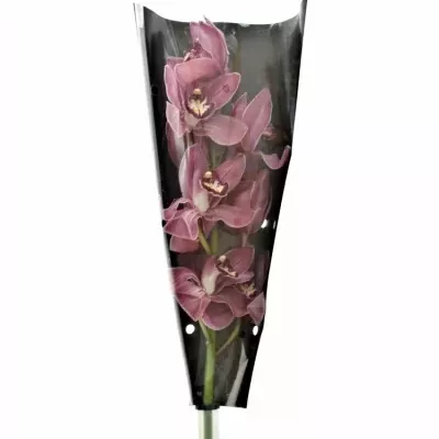 Orchidej T POWER 80cm