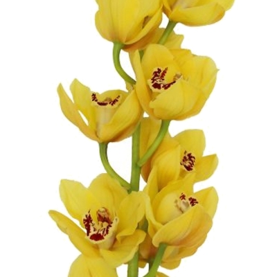 Orchidej CYMBIDIUM T SAFFIER 60cm/12 květů