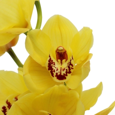 Orchidej T SAFFIER