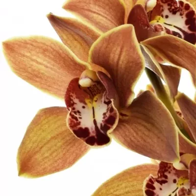 Orchidej T VALENTINE