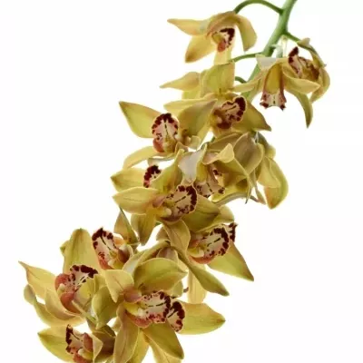 Orchidej TEEFLOR