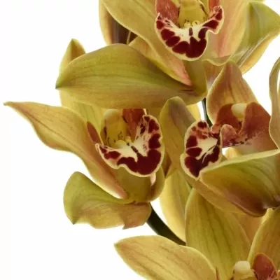 Orchidej TEEFLOR