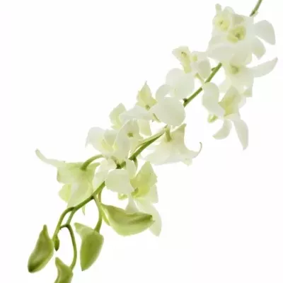 Orchidej WHITE 40cm