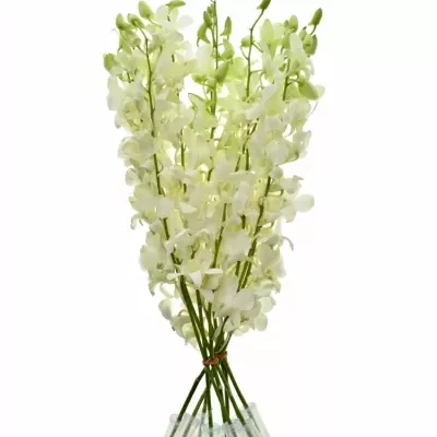 Orchidej WHITE 40cm