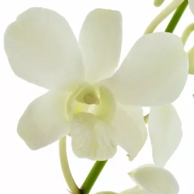 Orchidej WHITE 40cm