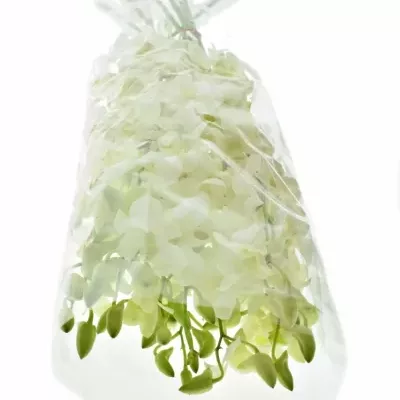 Orchidej WHITE 40cm