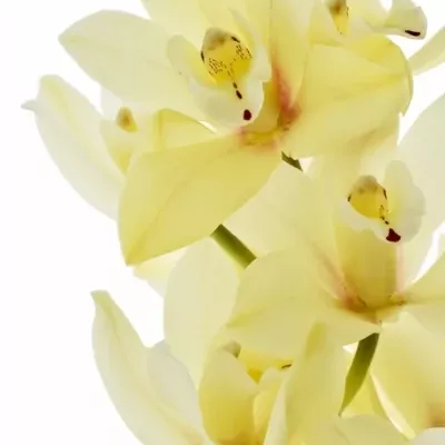 Orchidej YELLOW RIVER TARA 30cm