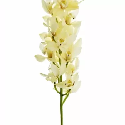 Orchidej YELLOW RIVER TARA 30cm