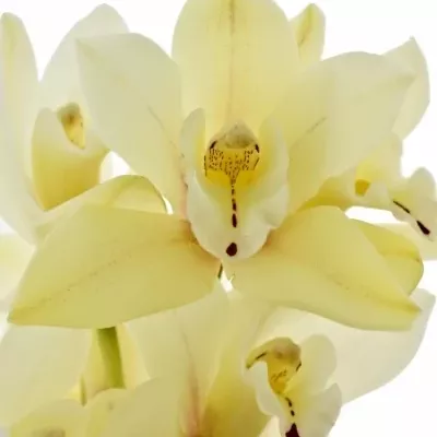 Orchidej YELLOW RIVER TARA 30cm