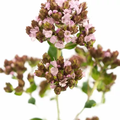 Origanum ROSA CHARM 40cm