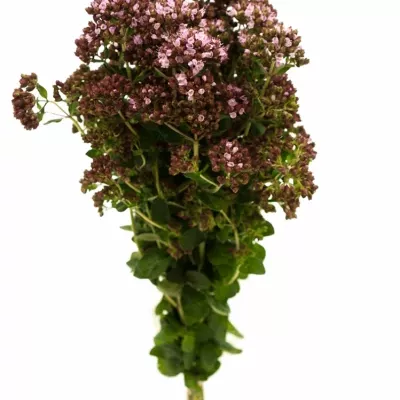 Origanum ROSA CHARM 40cm