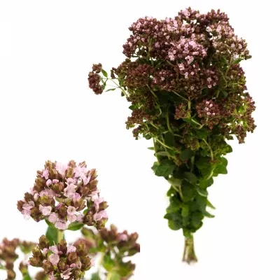 Origanum ROSA CHARM 40cm