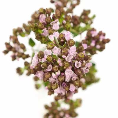 Origanum ROSA CHARM 40cm