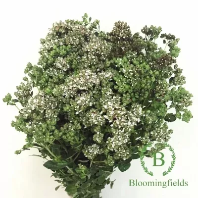 Origanum WHITE PIRY 60cm