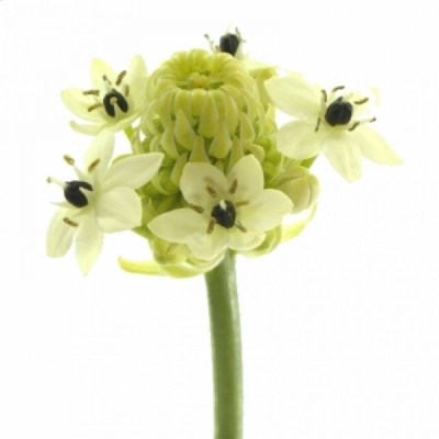 Ornithogalum ARABICUM