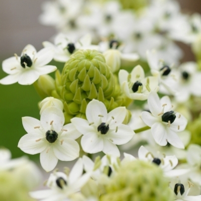 Ornithogalum ARABICUM