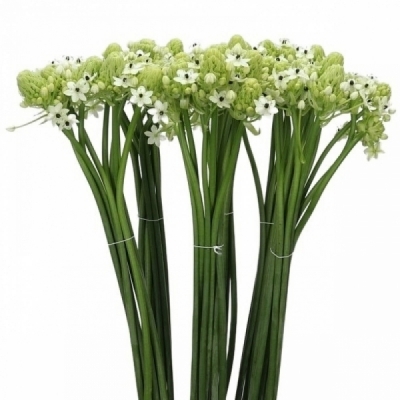 Ornithogalum ARABICUM