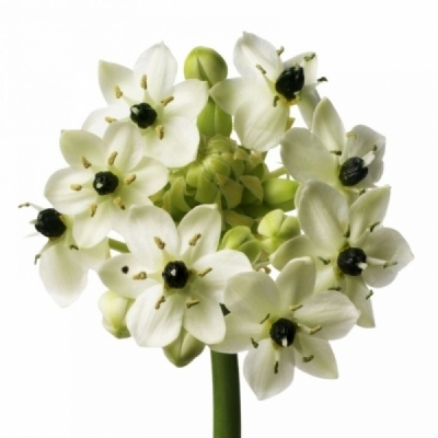 Ornithogalum ARABICUM