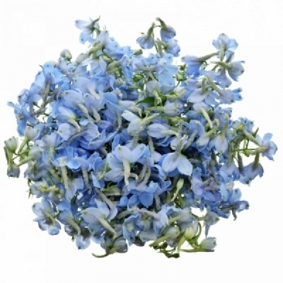 Ostrožka EN GRANDIFLORUM MORPHO SKY BLUE