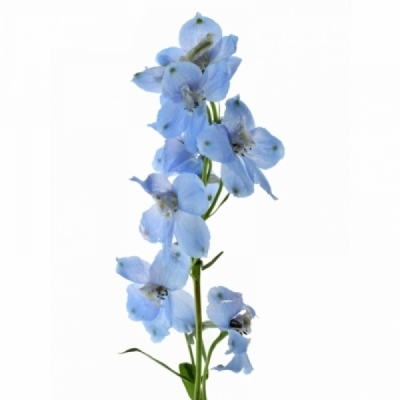 Ostrožka EN GRANDIFLORUM MORPHO SKY BLUE