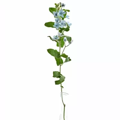 Oxypetal TANIOKA PURE BLUE 45cm