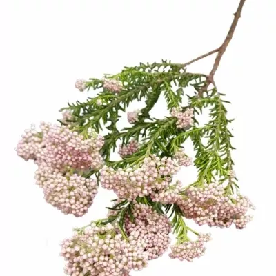 Ozothamnus COOKS TALL PINK