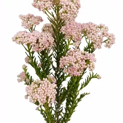 Ozothamnus COOKS TALL PINK