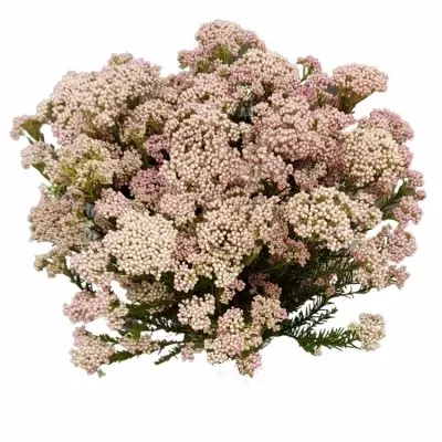 Ozothamnus COOKS TALL PINK