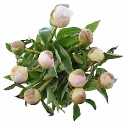 PAEONIA L ALERTIE