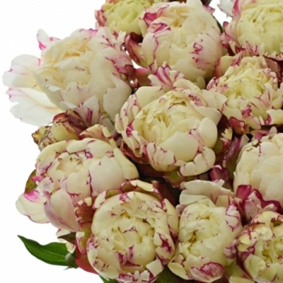 PAEONIA L MOULIN ROUGE