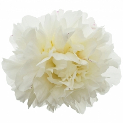 PAEONIA L MOULIN ROUGE