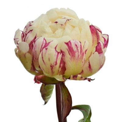 PAEONIA L MOULIN ROUGE