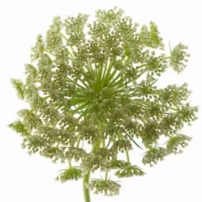 Pakmín VISNAGA 50cm