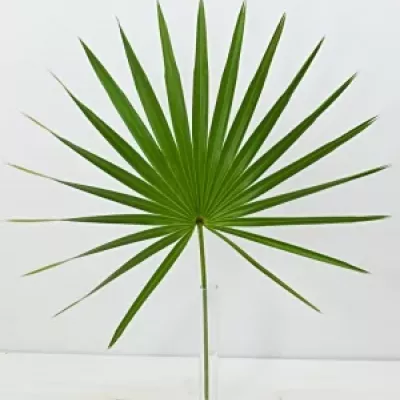 PALM Chamaerops 70cm