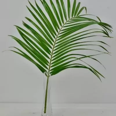 PALM PHOENIX ROEBELINII 60cm