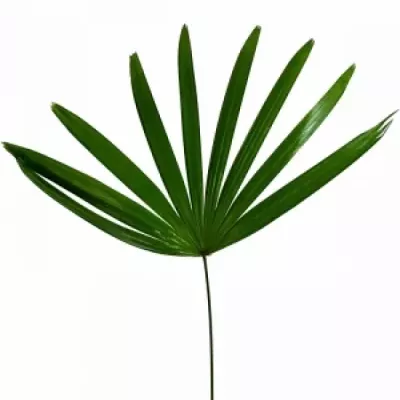 PALM RHAPIS 50cm