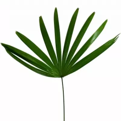 PALM RHAPIS 50cm