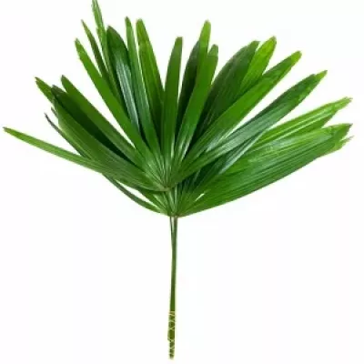 PALM RHAPIS 50cm