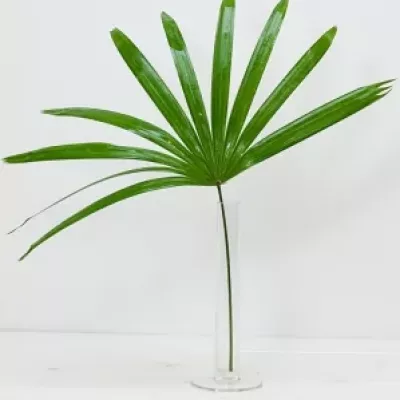 PALM RHAPIS 50cm