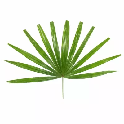 PALM RHAPIS CUTTED 50cm